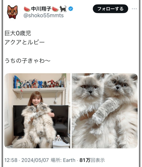 中川翔子さん猫