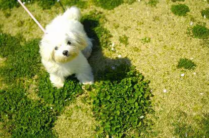 松島聡さんの愛犬・ムク